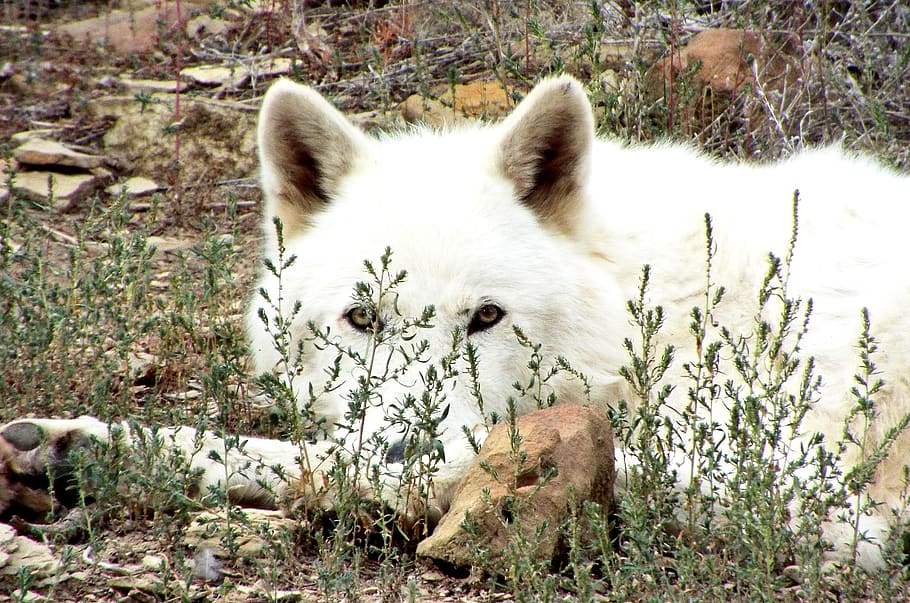 lobo, lobo artic, fauna, al aire libre, carnívoro, naturaleza, depredador, salvaje, lobos, nuevo méxico