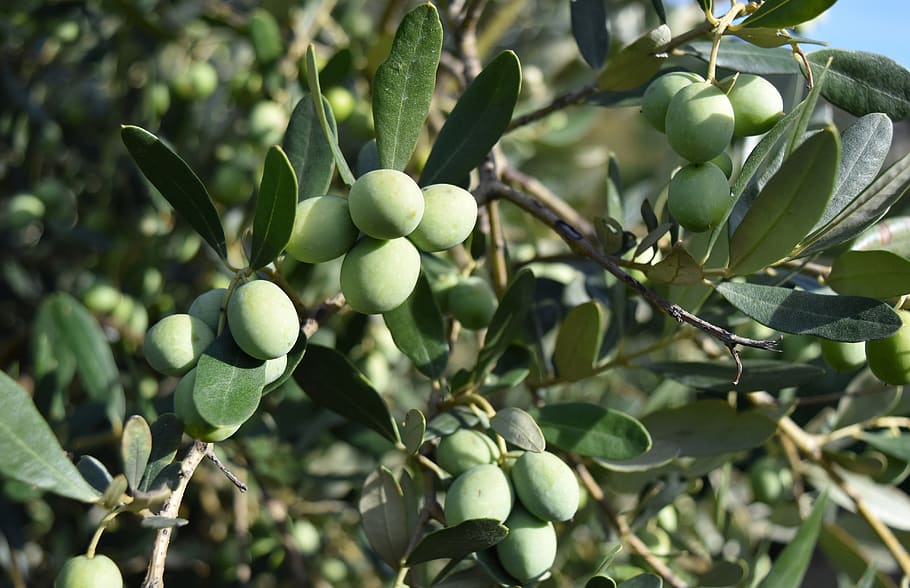 azeitonas, oliveiras, mediterrâneo, comida, olival, óleo, oliva, plantação, verde, crescimento