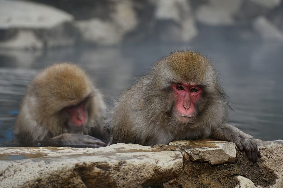 animal, mono, macaco japonés bebé comiendo hojas, mono de nieve, aguas termales, baño al aire libre, baño, el efecto baño caliente, belleza, balneario