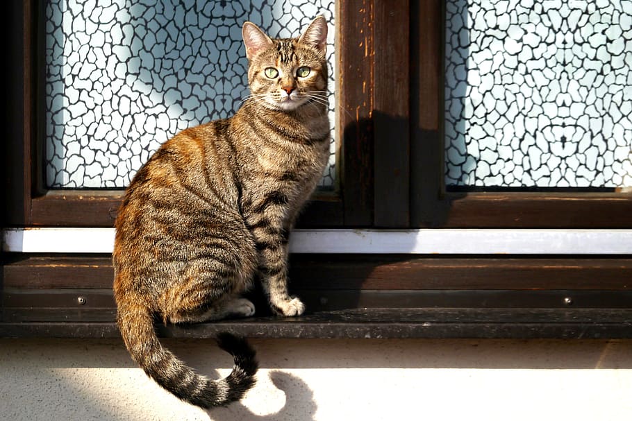 cat, pride, animal, predator, amurtiger, pet, window, window sill, fur, askew