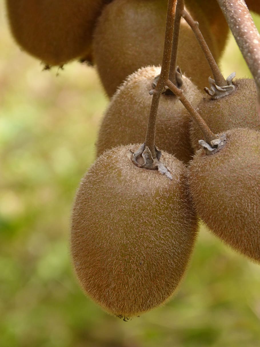 kiwi, fruit, natural, tree kiwi, grow up, close-up, food, food and drink, focus on foreground, day