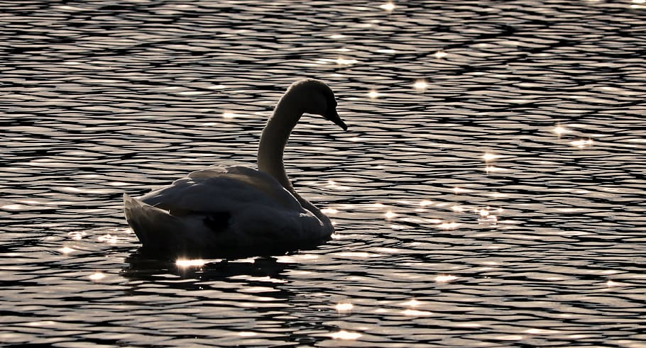 swan, water, nature, texture, background, template, blue, lake, light, incidence of light