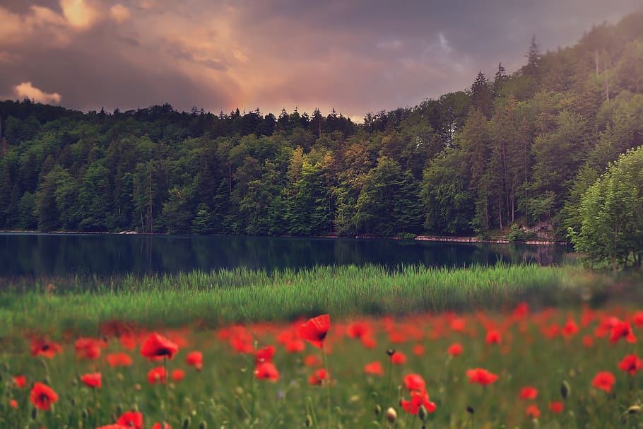 landscape, nature, beautiful, trees, forest, lake, flowers, weather mood, land, rest