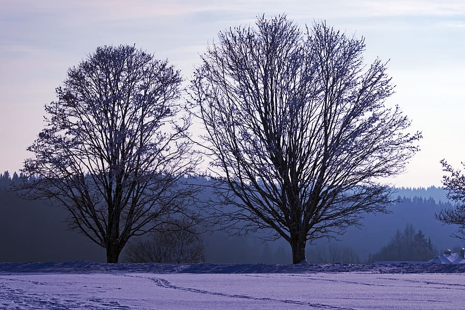 invierno, árbol, nieve, paisaje, naturaleza, frío, invernal, nevado, paisaje nevado, magia de invierno