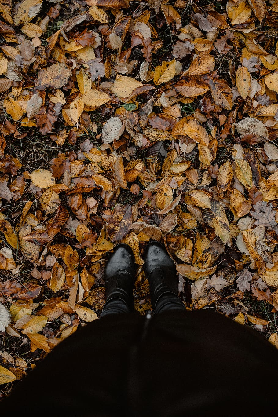 otoño, caminar, bosque, niebla, clima, noviembre, bosques, sección baja, zapato, perspectiva personal