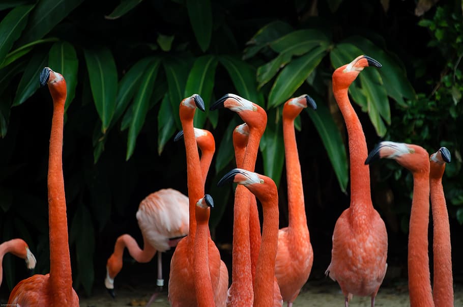 long, neck, orange, birds, animal, green, plant, animal themes, group of animals, vertebrate