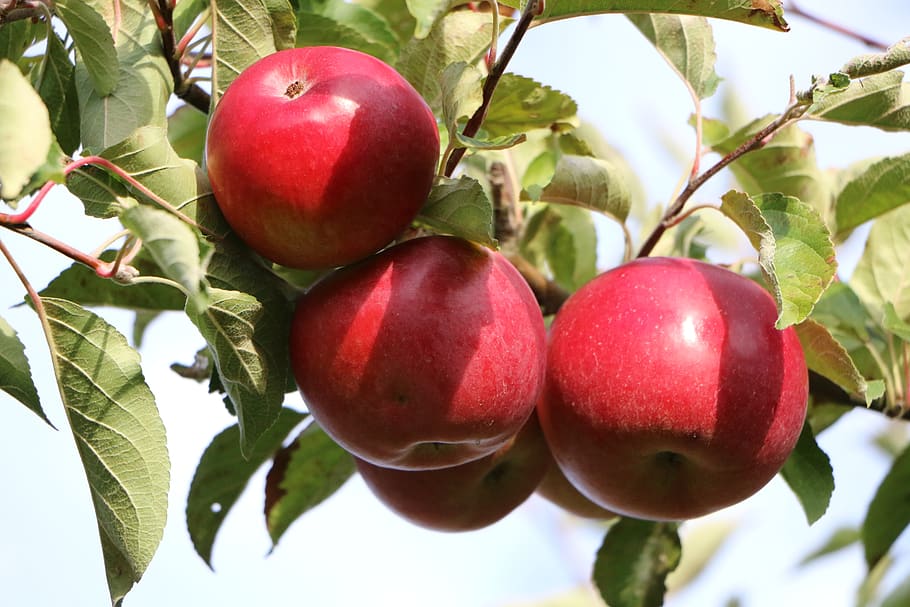 apple, red, vitamins, healthy, fruit, fresh, ripe, harvest, nature, autumn