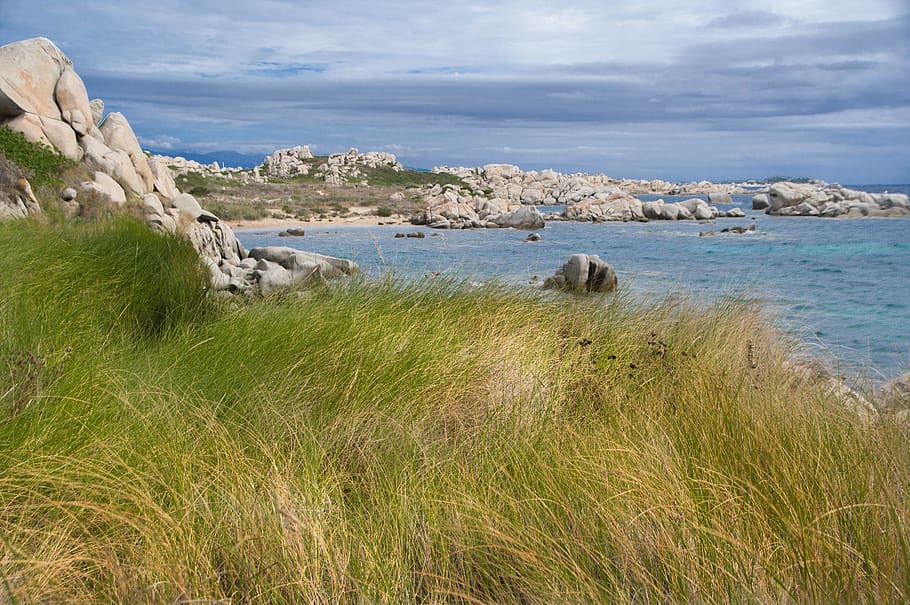 corsicano, ilhas lavezzi, rochas, selvagem, planta, mar, grama, beleza natural, paisagens - natureza, céu