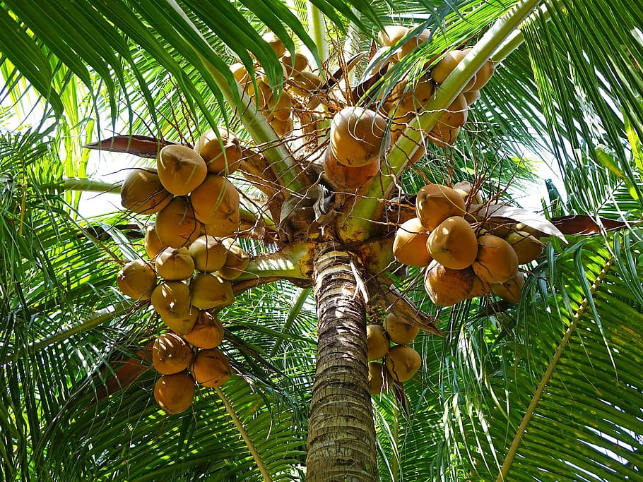 tree, coconut, fruit, food, nature, fresh, high, height, plant, low angle view