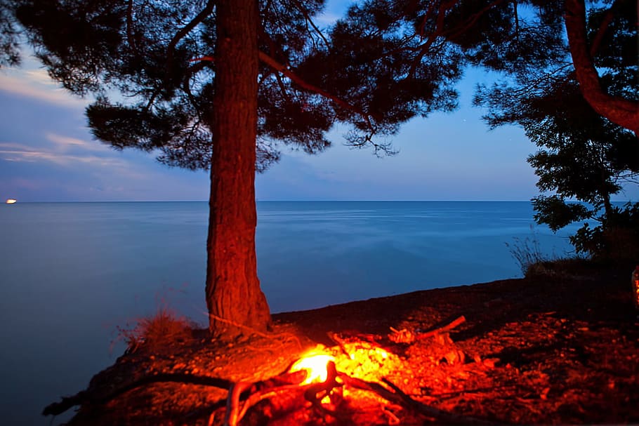 beach, bonfire, burning, tree, treescampfire, camping, fire, flame, log, night