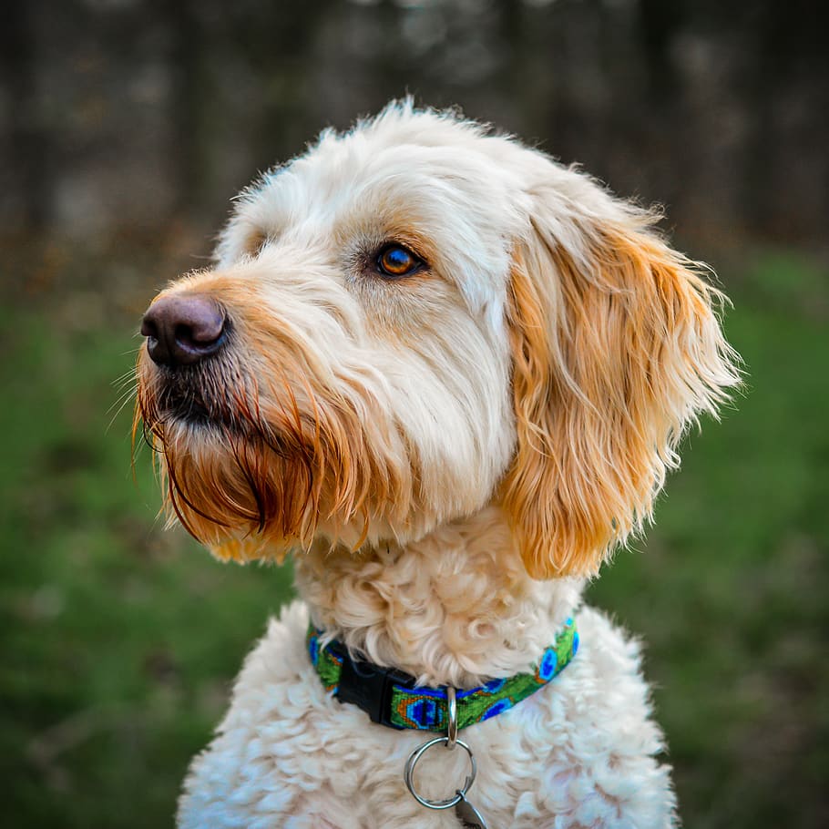 golden doodle, portrait, dog, woods, one animal, domestic, pets, domestic animals, canine, animal themes