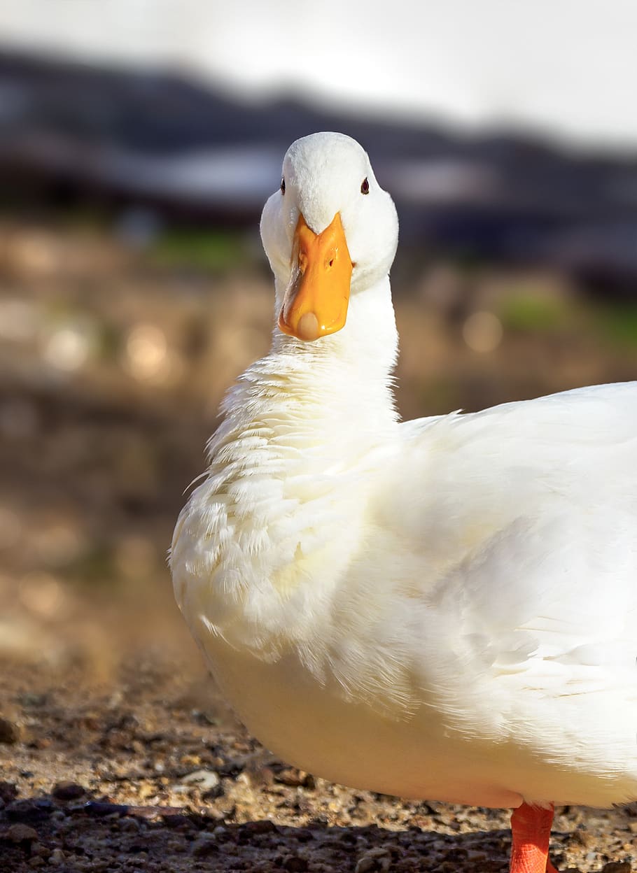 white pekin duck, long island duck, goose, bird, duck, white, animal, geese, nature, beak