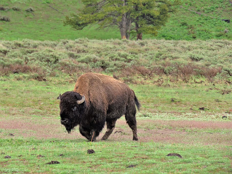 bisonte, búfalo americano, salvaje, wyoming, yellowstone, senderismo, temas de animales, animal, mamífero, un animal