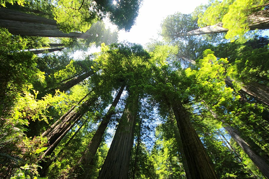 sequoia, forest, redwood, giant redwood, mammoth tree, redwood tree, big, tree, large, nature