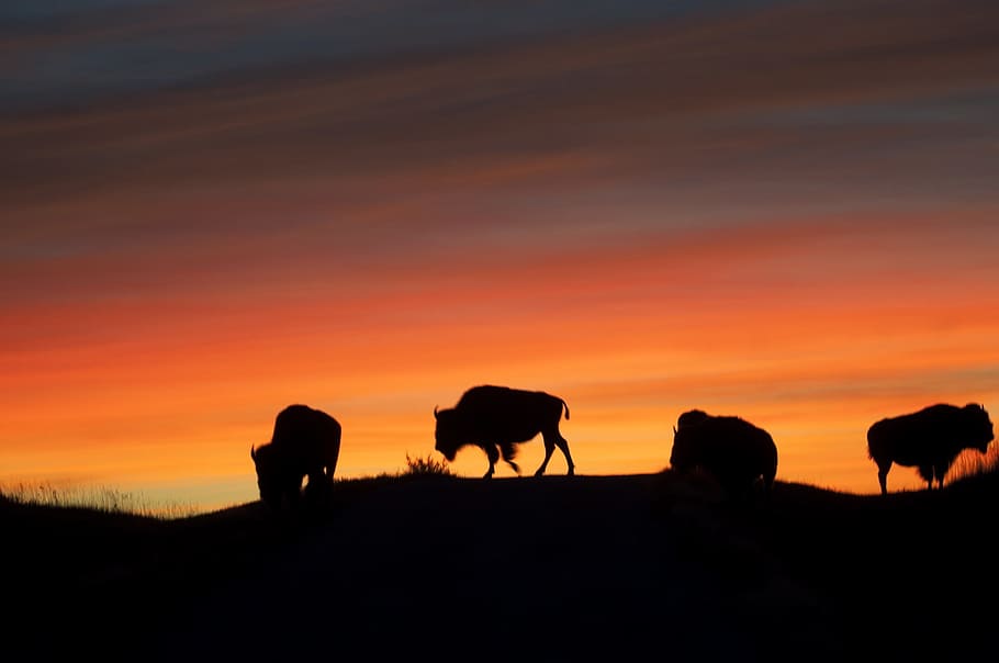 bison, buffalo, wild, animal, nature, jungle, dark, evening, animal themes, mammal