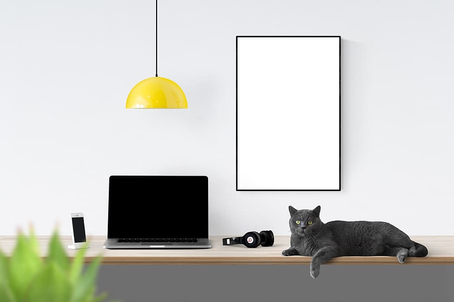 poster, frame, plant, lap, cat, laptop, headphone, table, technology, computer