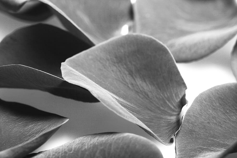 background, petals, pedal, black, white, grayscale, flower, rose, close-up, freshness
