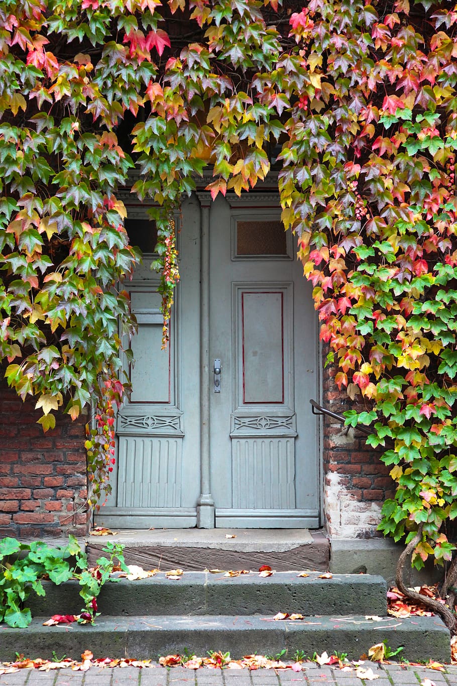 input, door, oak, ivy, stone stairway, doors, house entrance, front door, old, old door