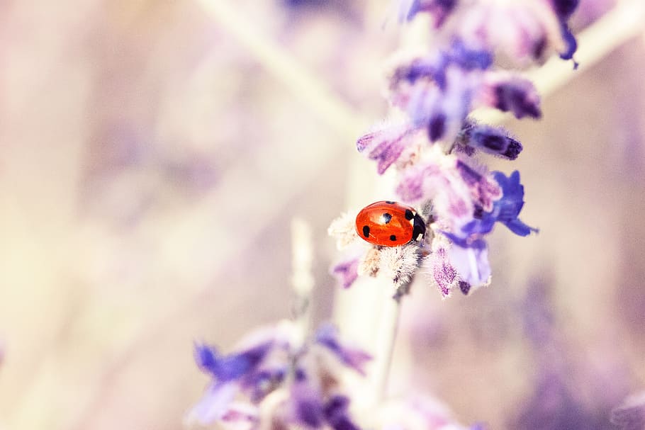 lavender, flower, petal, bloom, blossom, beetle, bug, insect, outdoor, blur
