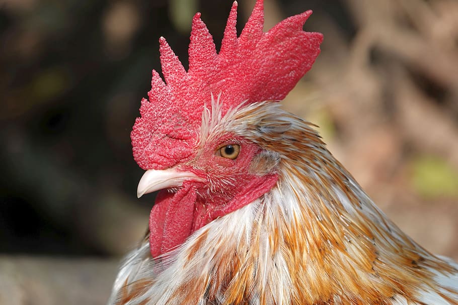 hahn, cockscomb, rooster head, portrait, close up, gockel, poultry, farm, male, animal