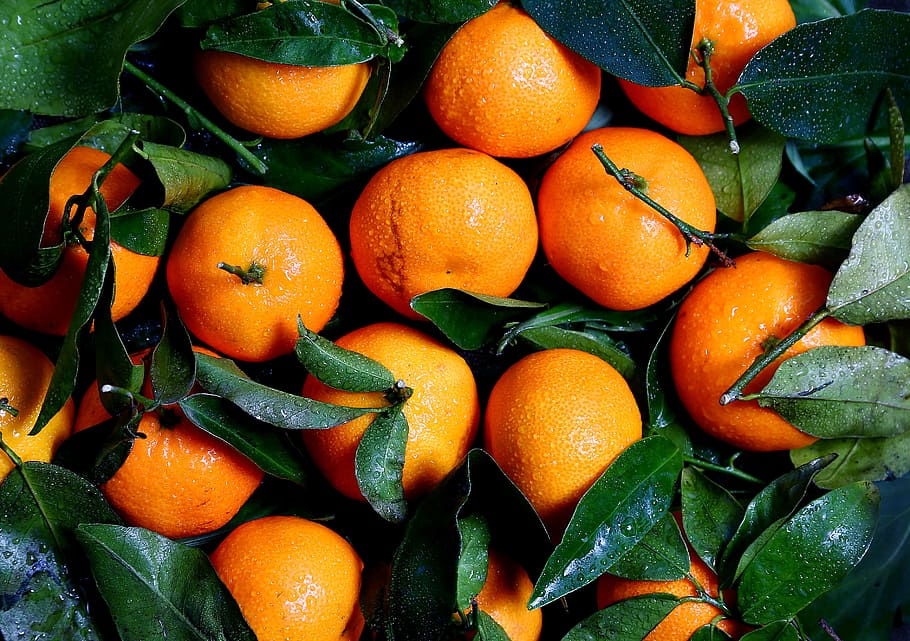 laranjas, frutas, cítrico, vitaminas, suculento, comida, verde, folha, colheita, fazenda