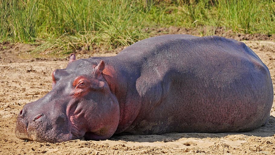 Bullyland 63617 Nilpferdjunges Nilpferd Hippopotamus == Animal World Wildlife