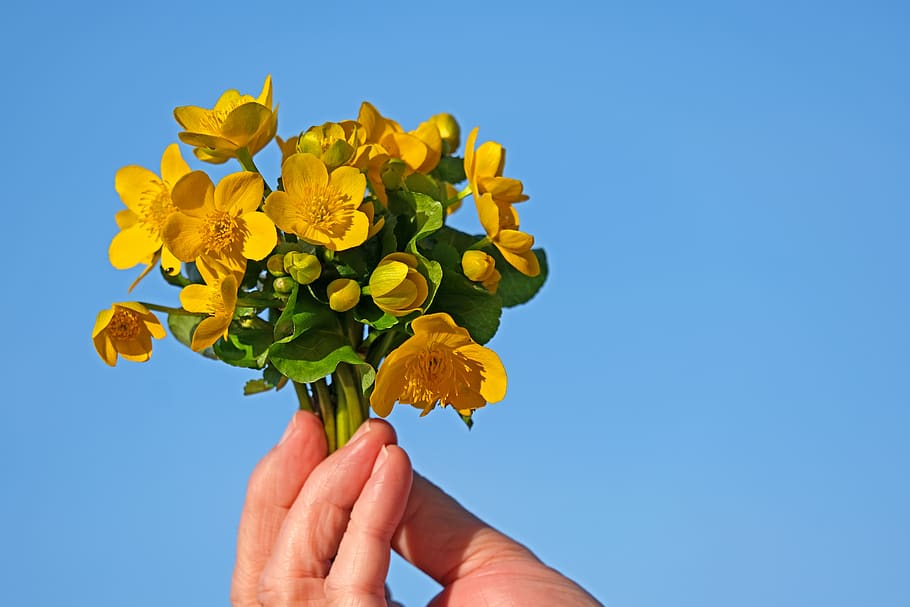 caltha palustris, wild flower, yellow, nature, spring, bloom, buttercup, spring flower, blue sky, human hand