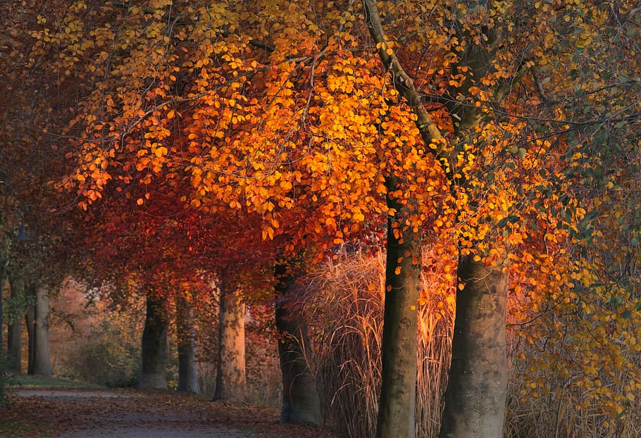 outono, parque, folhas, livro, natureza, árvore, outubro dourado, conto de fadas, cor de outono, brilhante