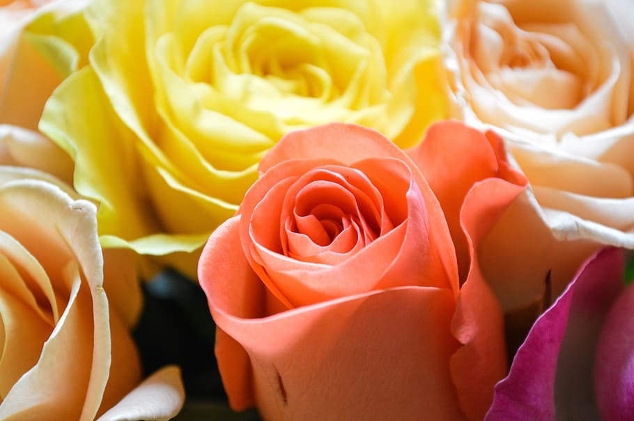 mawar, karangan bunga, bunga, cinta, flora, kelopak, novel, hari valentine st, hadiah, toko bunga