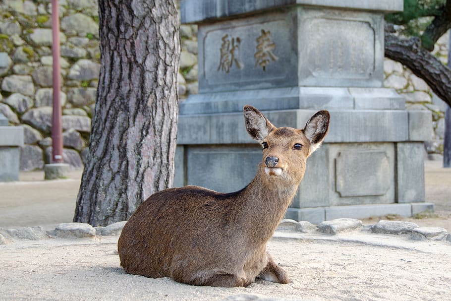 deer, sika deer, miyajima, mammal, animal, herbivore, roaming, animal themes, one animal, animals in the wild