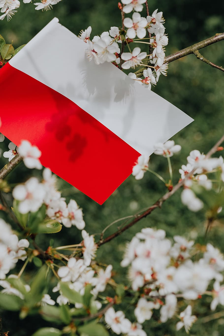 bandera, -, polska flaga, naturaleza, polonia, europa, árbol, polaco, polska, nacional