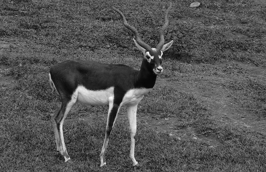 white antelope