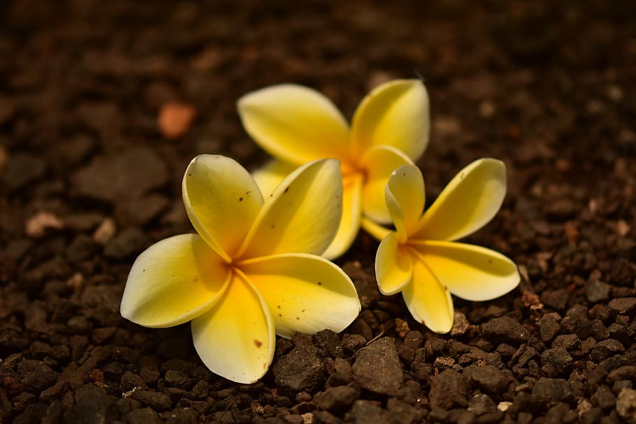 plumeria, frangipani, petal, yellowish flower, fall, bali, hawaii, tahiti, tropical, summer