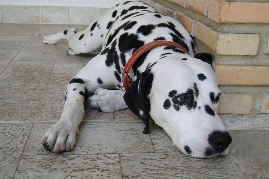 cão, branco, raça de pêlo curto, escuro, spots.rnlarge, poderoso, cães, frequentemente, alvejado, incluindo