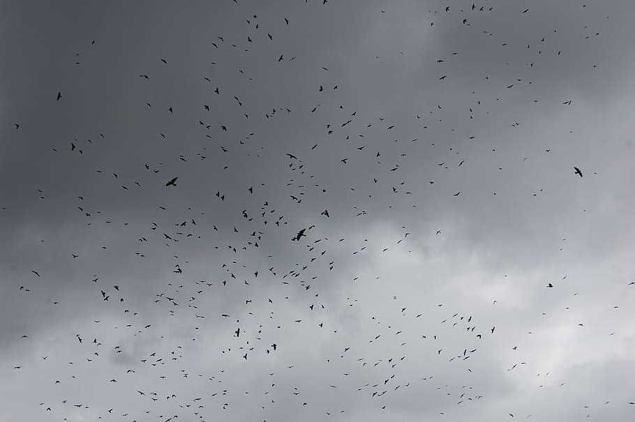 cuervo, nublado, cielo, escalofriante, oscuro, silueta, vertebrado, volador, pájaro, vista de ángulo bajo