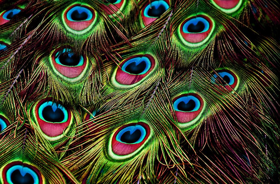 peacock feathers, feather, color, plumage, iridescent, colorful