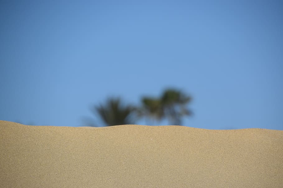 desierto, playa, palma, gran canaria, arena, palmeras, españa, seco, ancho, naturaleza