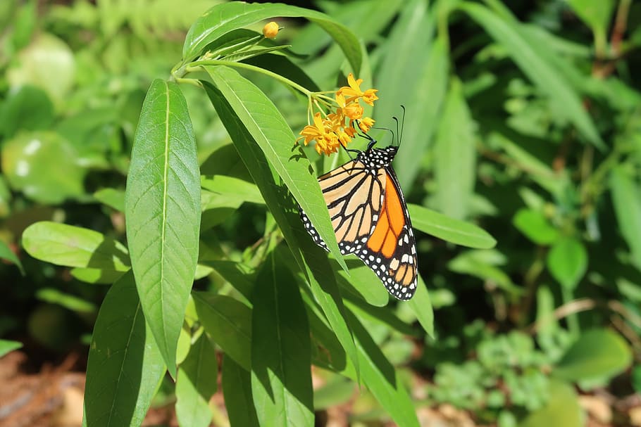 monarch, butterfly, insect, nature, butterflies, orange, wings, flower, summer, garden