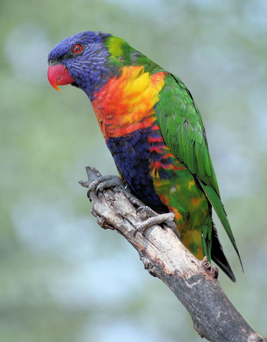 parrot, lori, variegated, feather, bird, colors, beak, tropical, animal, animal wildlife