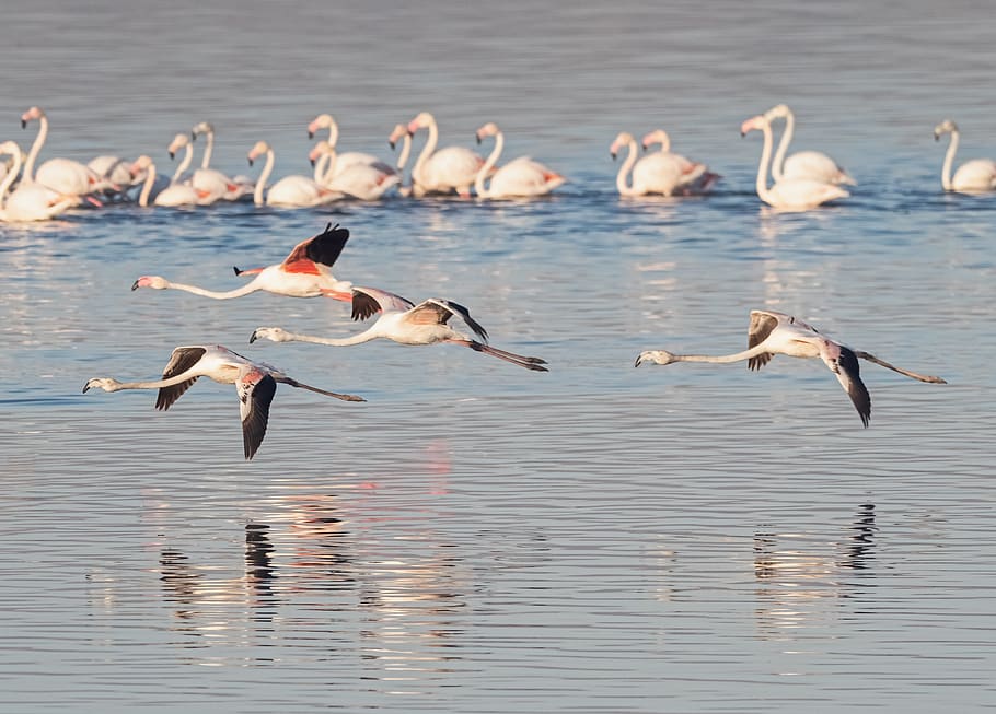 greater flamingoes, flamingos, flying, fly, in flight, swan, water, birds, lake, nature