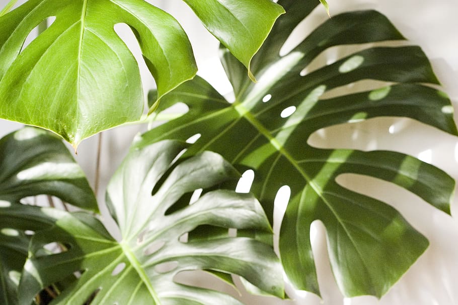 monstera, plant, foliage, the tropical, nature, summer, the sun, leaf, plant part, green color