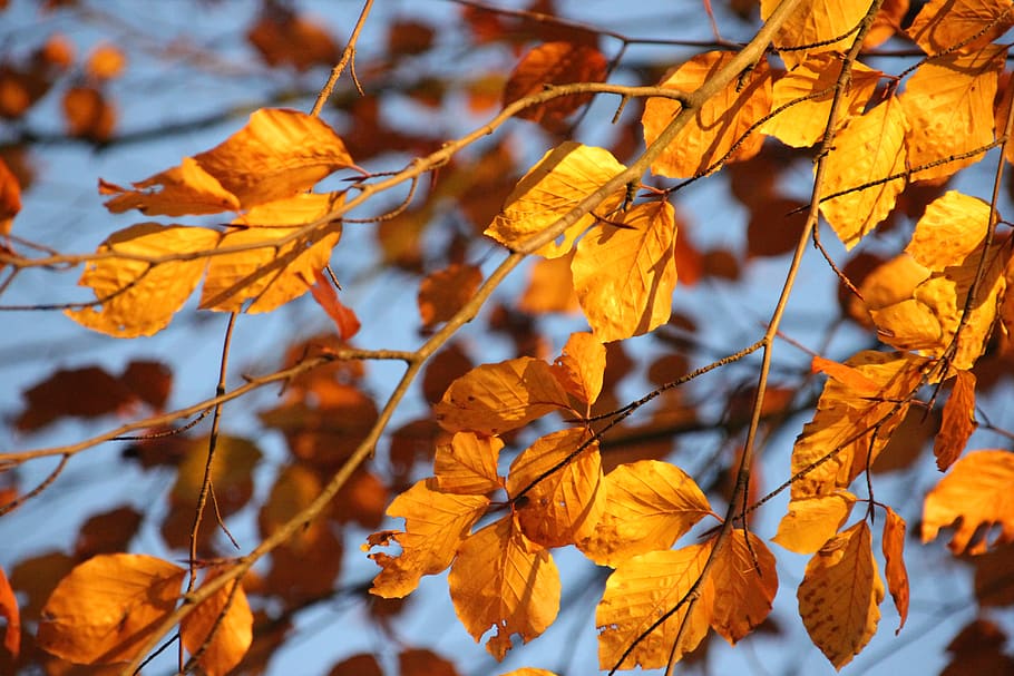 autumn, leaves, yellow, sun, sky, colorful, fall leaves, autumn colours, nature, tree