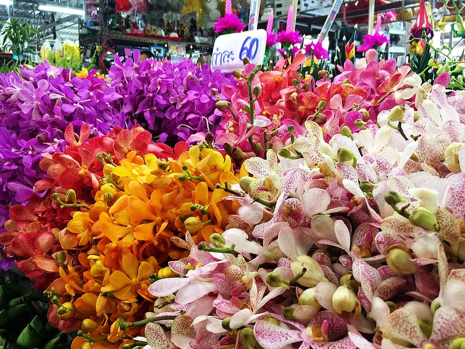 Orchid, market, flowers, colourful, colorful, flower market, flowering plant, flower, freshness, vulnerability