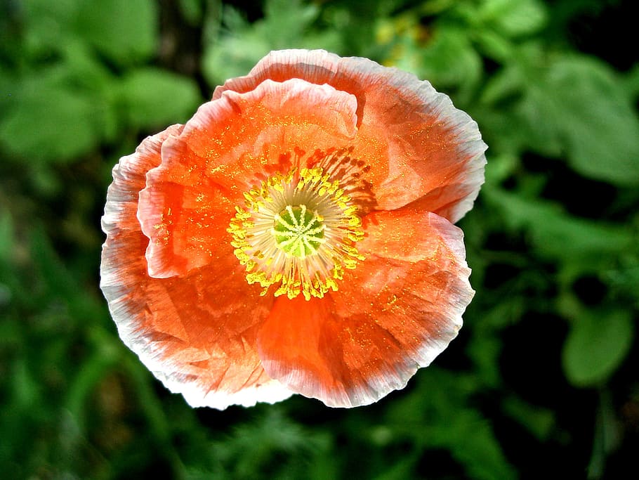 orange, poppy, white-tipped petals, orange poppy, flower, flowering plant, plant, freshness, close-up, flower head
