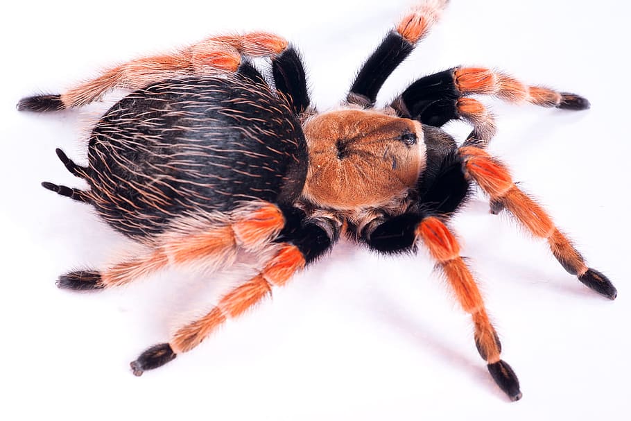 labah-labah, berbulu, tidak biasa, closeup, terisolasi, foto, menyeramkan, alami, fobia, putih
