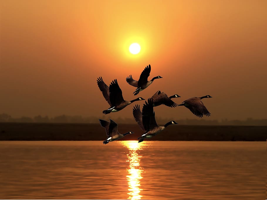 sunset-myanmar, geese, wild, flight, poultry, water, plumage, group, pen, sunset