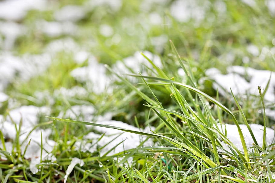 grass, snow, outdoor, snowdrop, soft, nobody, natural, green, white, spring