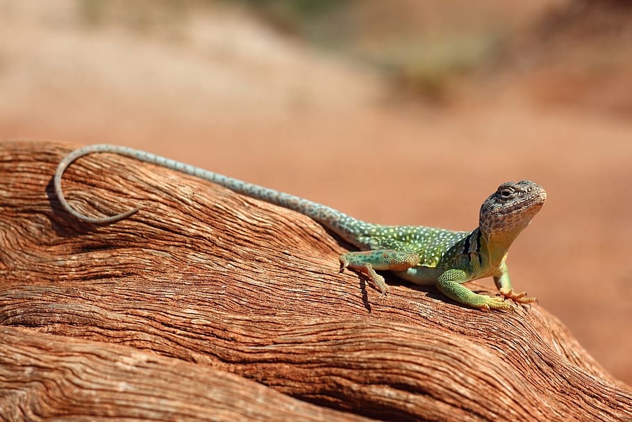 lizard, reptile, animal, desert, iguana, nature, green, creature, wildlife, gecko