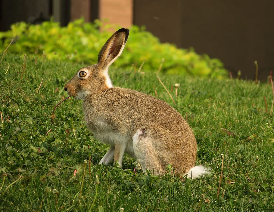 rabbit, hare, bunny, animal, brown, eating, easter, wildlife, mammal, fur