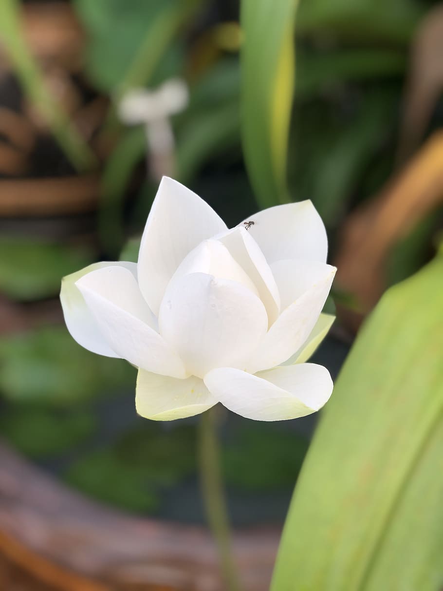 lotus, white, pathum, flowers, nature, bo, leaves, water plants, plant, lily